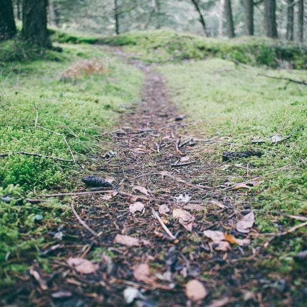 Modern Berry Shorts (6-7y)