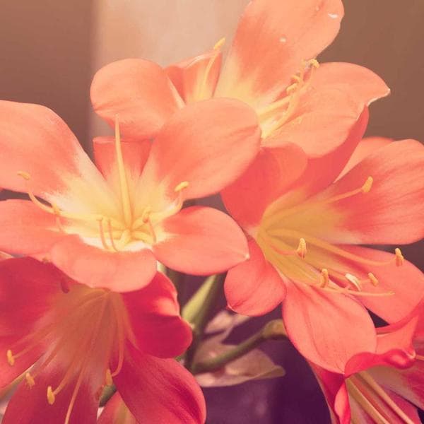 Sporty Sage Pinafore (8-9y)