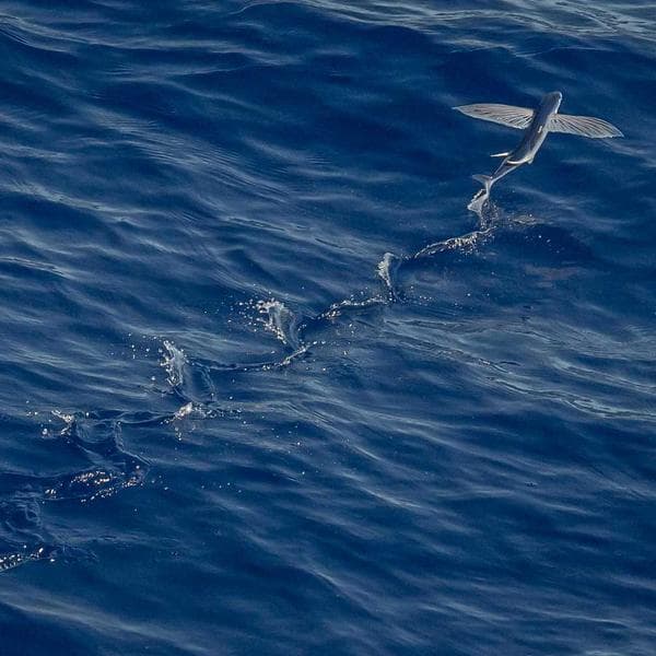 Snug Blush Vest (9-10y)