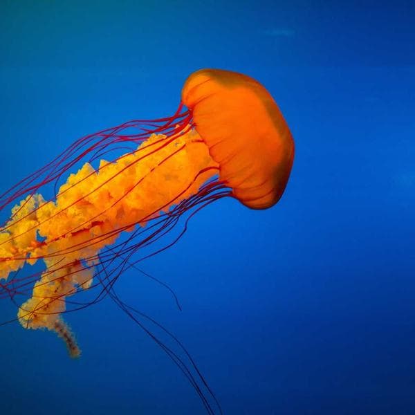 Classic Olive Socks (0-6mo)