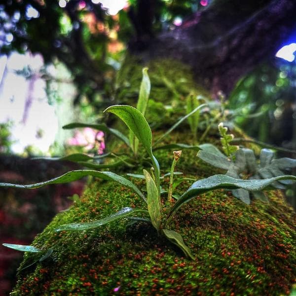 Organic Berry 3-Piece Set (3-4y)