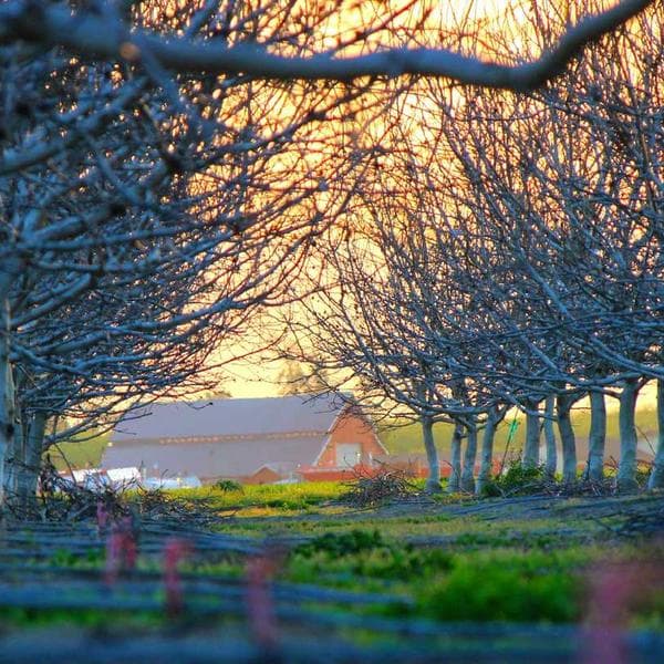 Premium Blush Scarf (6-12mo)