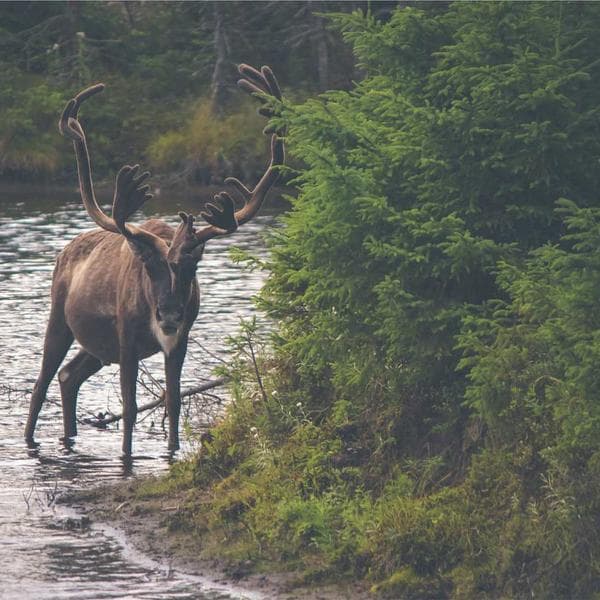 Comfy Cream Shorts (4-5y)
