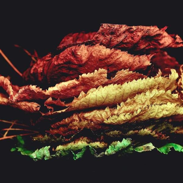 Snug Sage Shorts (4-5y)