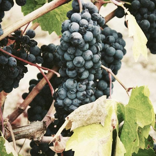 Snug Lilac Vest (8-9y)