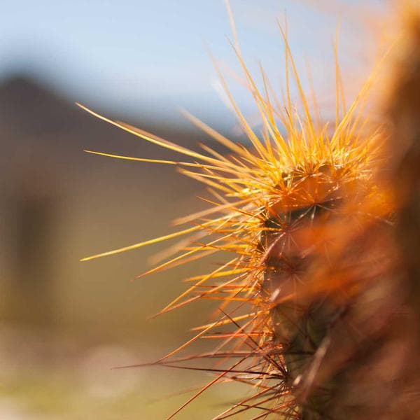 Cute Slate T-Shirt (0-6mo)