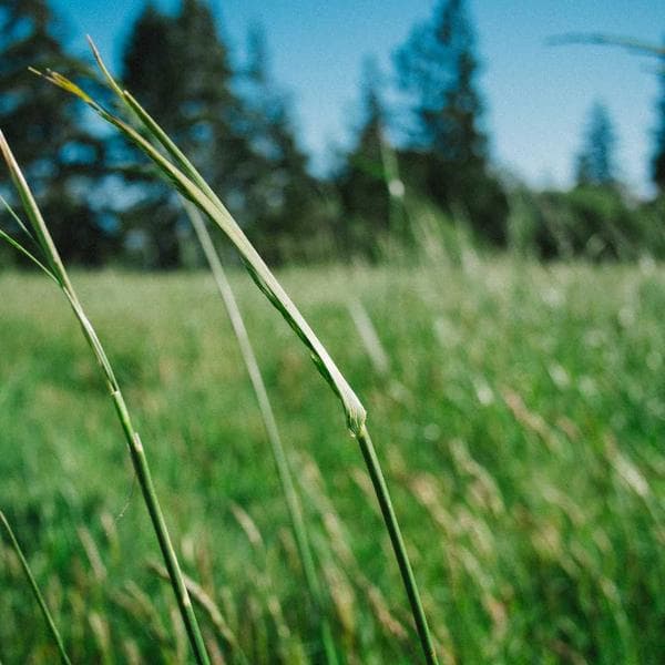 Breezy Sand Vest (6-12mo)