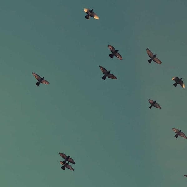 Snug Mustard Tutu Dress (4-5y)