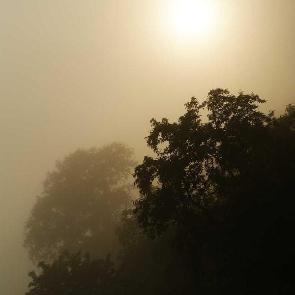 Crisp Olive Scarf (4-5y)