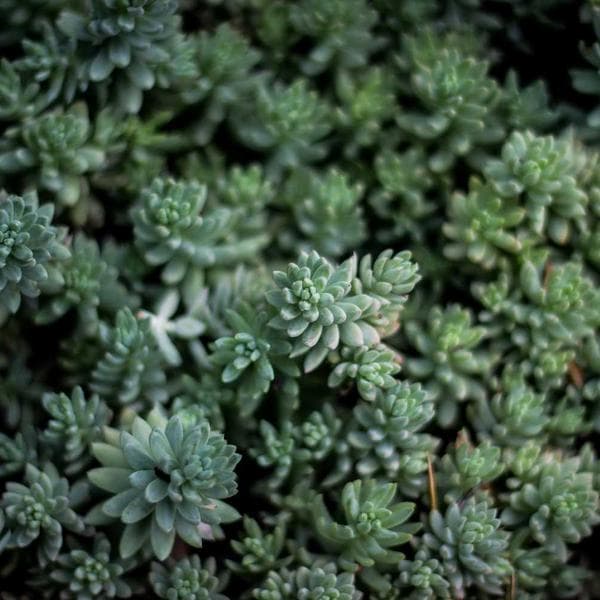 Organic Mint Hat (6-7y)