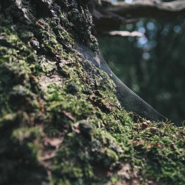 Organic Mint T-Shirt (6-7y)