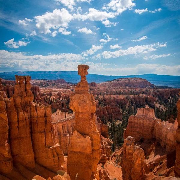 Premium Mustard T-Shirt (9-10y)