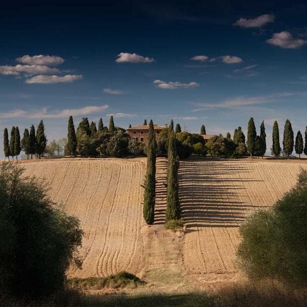 Premium Mustard Shorts (9-10y)