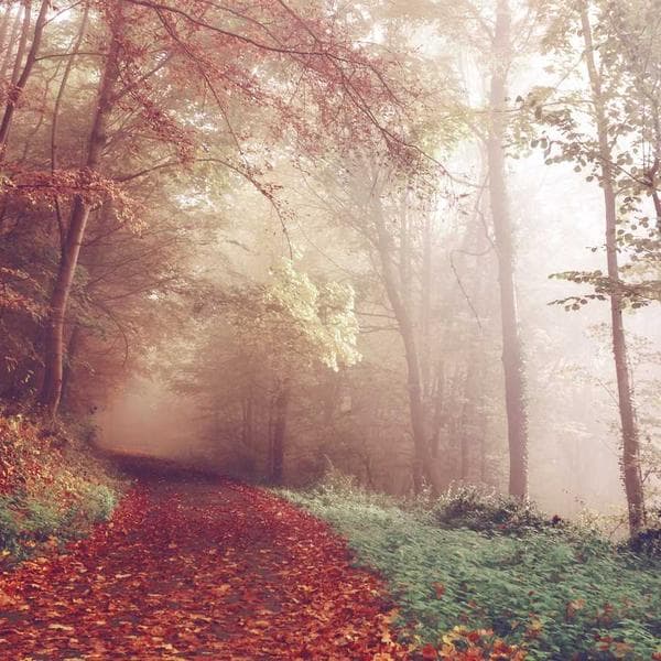 Comfy Olive Pajamas (9-10y)