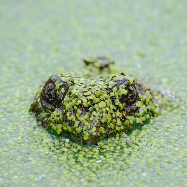 Classic Rust Shorts (3-4y)