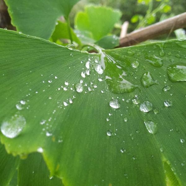 Vintage Cream Smock Dress (0-6mo)