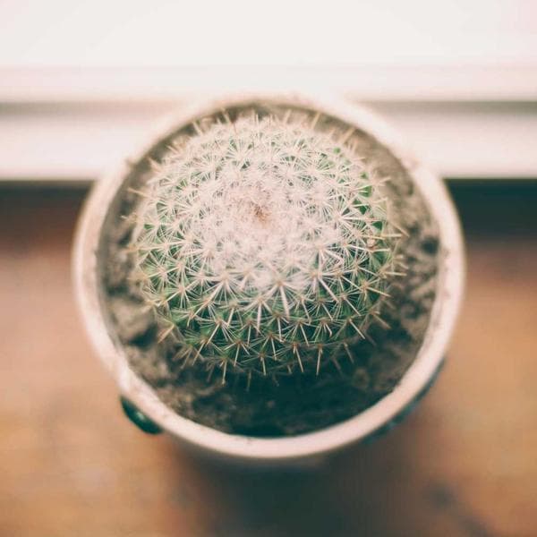 Snug Berry T-Shirt (3-4y)