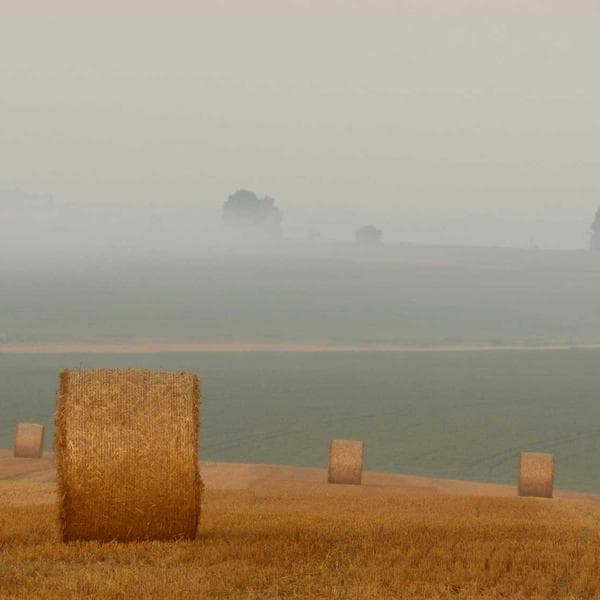 Cute Peach Bandana (3-4y)