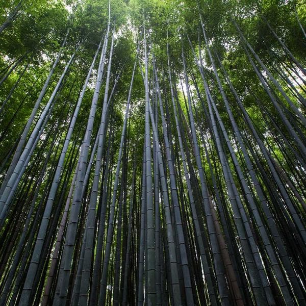 Organic Blush Vest (5-6y)