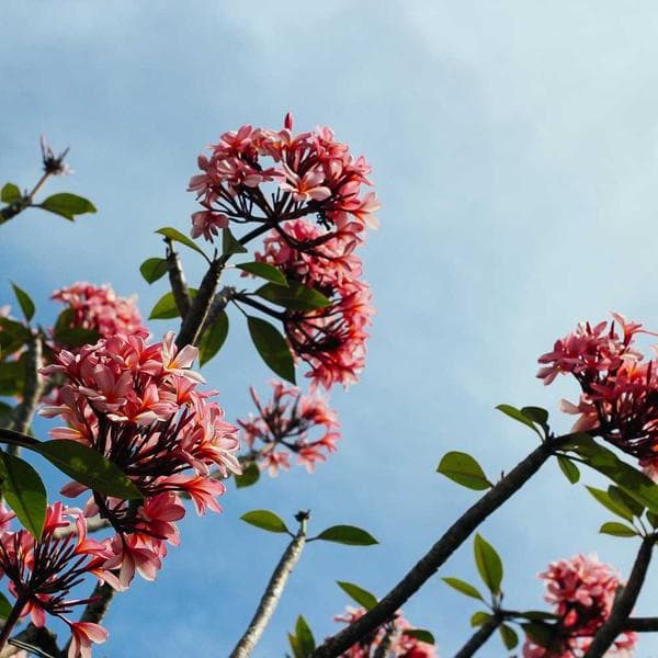 Vintage Mustard Shorts (3-4y)