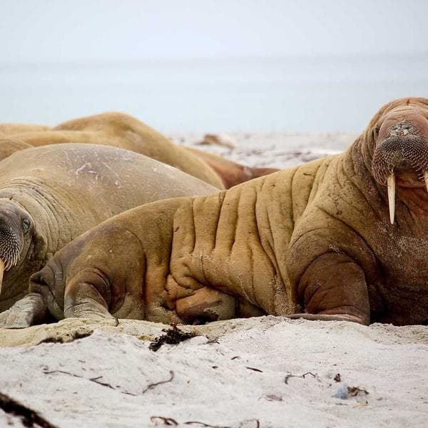 Comfy Rust Wrap Dress (5-6y)