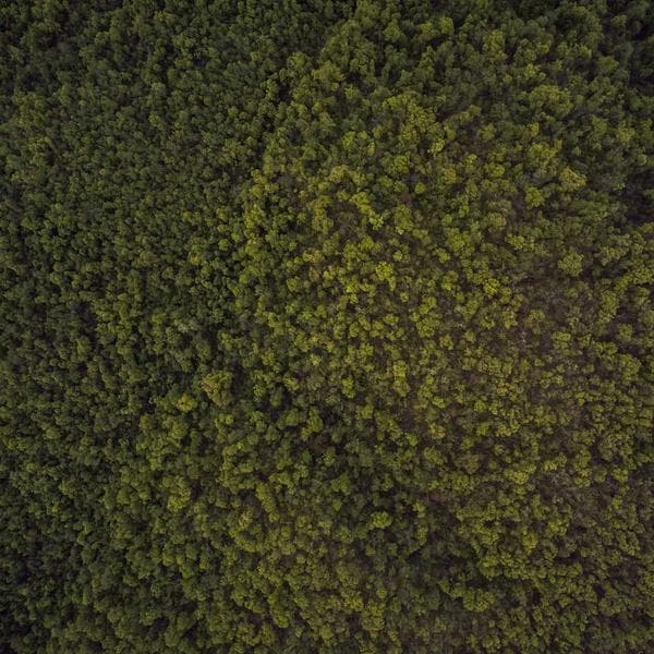 Crisp Rust Shorts (2-3y)