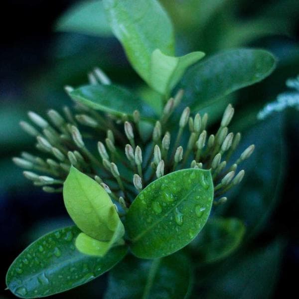 Organic Powder Blue Mittens (4-5y)