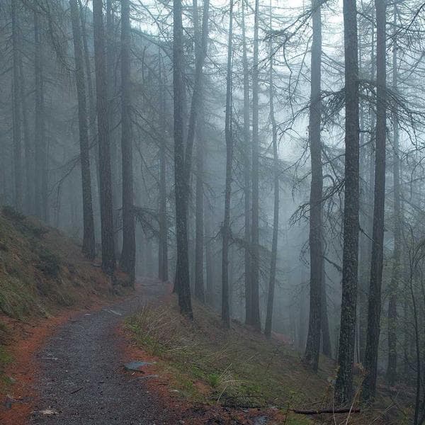 Crisp Berry Tutu Dress (5-6y)